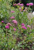Spiraea densiflora ssp. splendens, Rosy Spiraea, Alpine Spiraea, Mountain Spirea - grid24_24