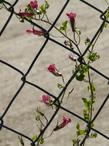 Twining Snapdragon on  chain link fence. - grid24_24
