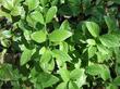 Cornus sessilis leaves are very attractive. - grid24_24