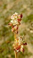 Eriogonum nudum pubiflorum Naked buckwheat flowers - grid24_24