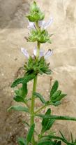 Salvia eremostachya, Santa Rosa Sage - grid24_24