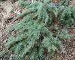 Artemisia californica, Canyon Gray Canyon, Grey Trailing Sagebrush - grid24_3