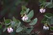 Arctostaphylos pechoensis, Pecho manzanita, showing the clasping leaves. - grid24_24