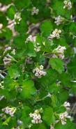 Ribes cereum Wax Currant or Squaw Currant - grid24_24
