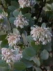 Arctostaphylos pringlei subsp. drupacea flowers are showy with pink bracts  - grid24_24