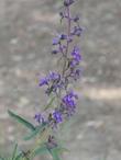 Trichostema parishii, Parish's Romero has delicate blue flowers. - grid24_3