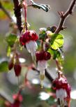 Ribes californicum Hillside Gooseberry - grid24_24