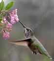 Anna hummingbird on Arctostaphylos Baby Bear manzanita flowers - grid24_24