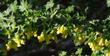 Ribes quercetorum. Oak Gooseberry, Yellow Gooseberry - grid24_24