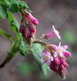 A close up of  Ribes malvaceum - grid24_24