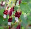 Ribes amarum, Bitter Gooseberry little rockets that the hummingbirds and bees like - grid24_24