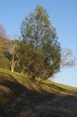 Pinus sabinana, Gray, Foothill, Digger Pine - grid24_24