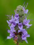 Salvia Mrs. Beard flowers. - grid24_3