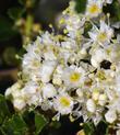 Ceanothus rigidus Snowball White Monterey Lilac flowers - grid24_24