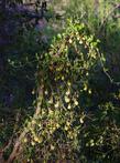 Aristolochia californica, California Pipevine climbing over dead branches - grid24_24