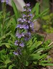 Salvia sonomensis, Mrs. Beard has green leaves and pale lavender flowers. - grid24_24