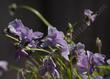 Viola palustris (Marsh Violet) - grid24_24