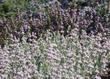 Salvia leucophylla Point Sal, Low Purple sage with Ceanothus maritimus. - grid24_3