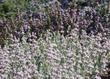 Salvia leucophylla Point Sal, Low Purple sage with Ceanothus maritimus. - grid24_24