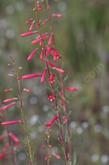 Penstemon centranthifolius, Scarlet Bugler flowers grows along the Coastal Counties of Southern California. - grid24_3