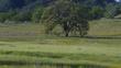 Leymus triticoides - creeping wild rye, Valley Wild rye, alkali rye down at the end of our road in Santa Margarita - grid24_24