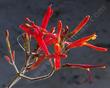 Beloperone californica, Chuparosa is a weird stick with flowers. - grid24_24