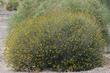 Encelia frutescens, with a cheese bush - grid24_24