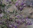 Hyptis emoryi, Desert Lavender - grid24_24
