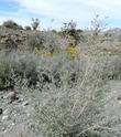 Hyptis emoryi, Encelia farinosa and Acacia greggii growing in a California desert wash. - grid24_24