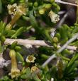 Lycium andersonii flowers - grid24_3