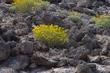  Encelia farinosa  Brittlebush, Goldenhills, Incienso is a wonderful Southern California native plant. - grid24_24