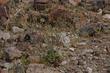 Eriogonum inflatum, the Desert Trumpet out by Barstow. - grid24_3