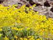 Encelia farinosa  Brittlebush, Goldenhills, Incienso in full flower. It will do this in most of Southern California with no irrigation. - grid24_24