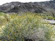  Encelia frutescens, Button Brittlebush in a desert wash out by Baghdad, California. - grid24_24
