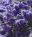 Ceanothus Concha has many colors, shades, and  tones. Some years the plants are more reddish purple, some years bright blue, some years larger flowers, some years more smaller flowers. Always beautiful. - grid24_24