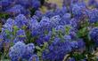 Ceanothus Frosty Blue flower will turn deep blue on cold years. - grid24_24