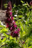 Salvia spathacea, Las Pilitas hummingbird sage, has very low foliage with a nice flower. - grid24_24