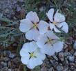 Oenothera californica California Evening primrose, and it smells GOOD - grid24_24