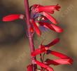 Penstemon centranthifolius, Scarlet Bugler flowers - grid24_3