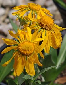 Orange sneezeweed, Owlclaws has a rather weird flower. - grid24_6
