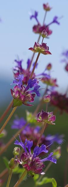 Knock your socks off Sage flowers, Salvia Celestial Blue - grid24_6