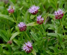 Monardella odoratissima Mountain Coyote Mint, Mountain Beebalm, or Western Pennyroyal, and it smells good - grid24_6
