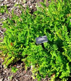 Horkelia californica in San Francisco - grid24_6