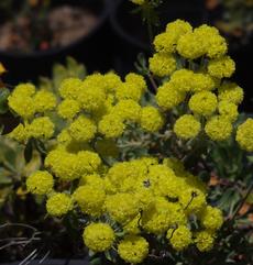 Sulphur-flower Buckwheat Eriogonum umbellatum var. chlorothamnus - grid24_6