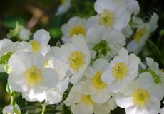 Bush Anemone,  Carpenteria californica is a nice clean bush that explodes into flower. Try this plant in a container or large pot if you have a deck or patio. - grid24_6