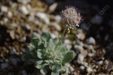 Eriogonum ovalifolium Cushion Buckwheat grows into a little mat. - grid24_6