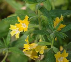 This Monkey flower is about 25 years old and was found along Topanga Canyon Rd in west Los Angeles. - grid24_6