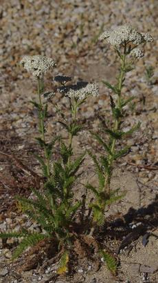 This Yarrow was out in one of the driveways in full sun. - grid24_6