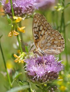 A Callippe Fritillary Butterfly, Speyeria callippe on a Monardella antonina - grid24_6