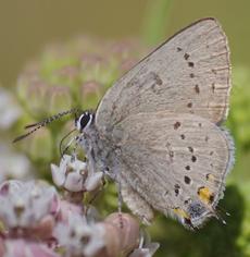 California Hairstreak, Western Hairstreak, Satyrium californica - grid24_6